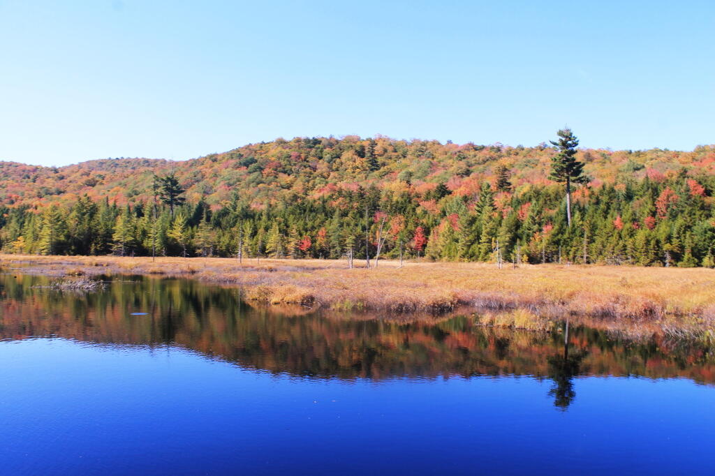 Photo: Silver Run Swamp Photo: Silver Run Swamp