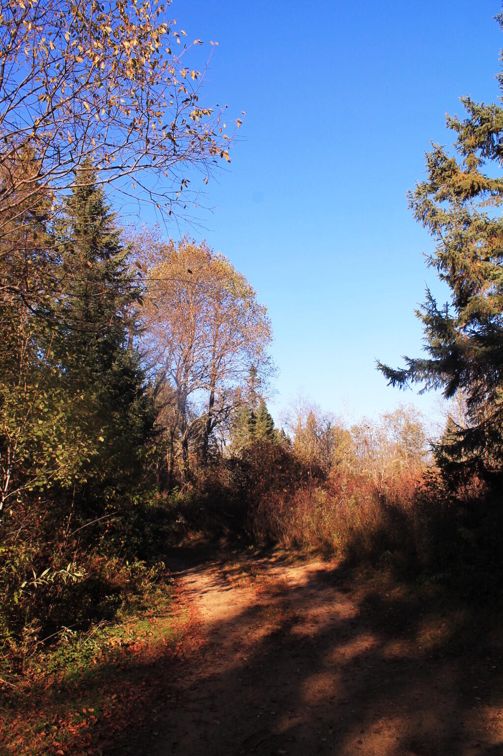 Photo: Campsite 56 Access Road Photo: Campsite 56 Access Road