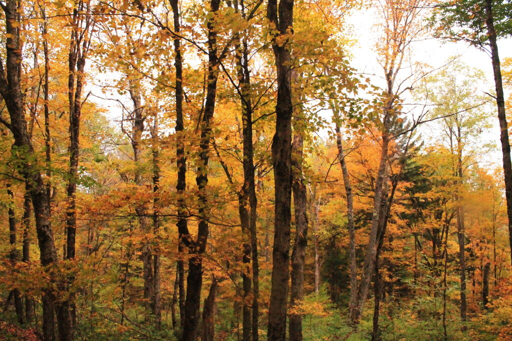 Photo: Along Indian Lake Road Photo: Along Indian Lake Road