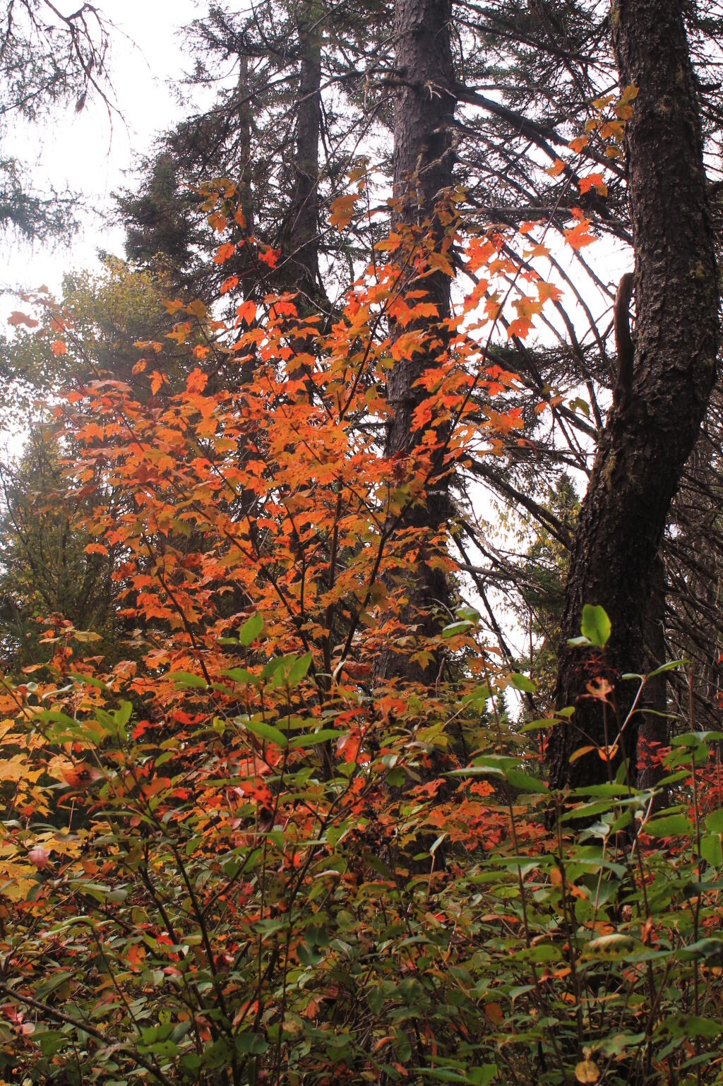 Photo: Another Maple Near Camp Photo: Another Maple Near Camp