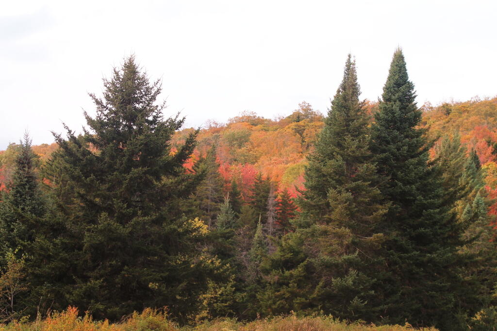 Photo: Big Spruce Photo: Big Spruce