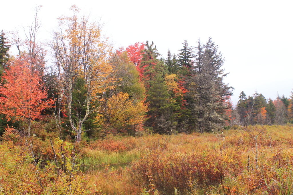 Photo: Folliage Along Lost Ponds Photo: Folliage Along Lost Ponds
