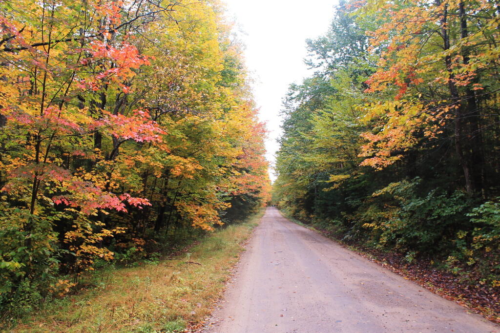 Photo: Half Turned Trees Photo: Half Turned Trees
