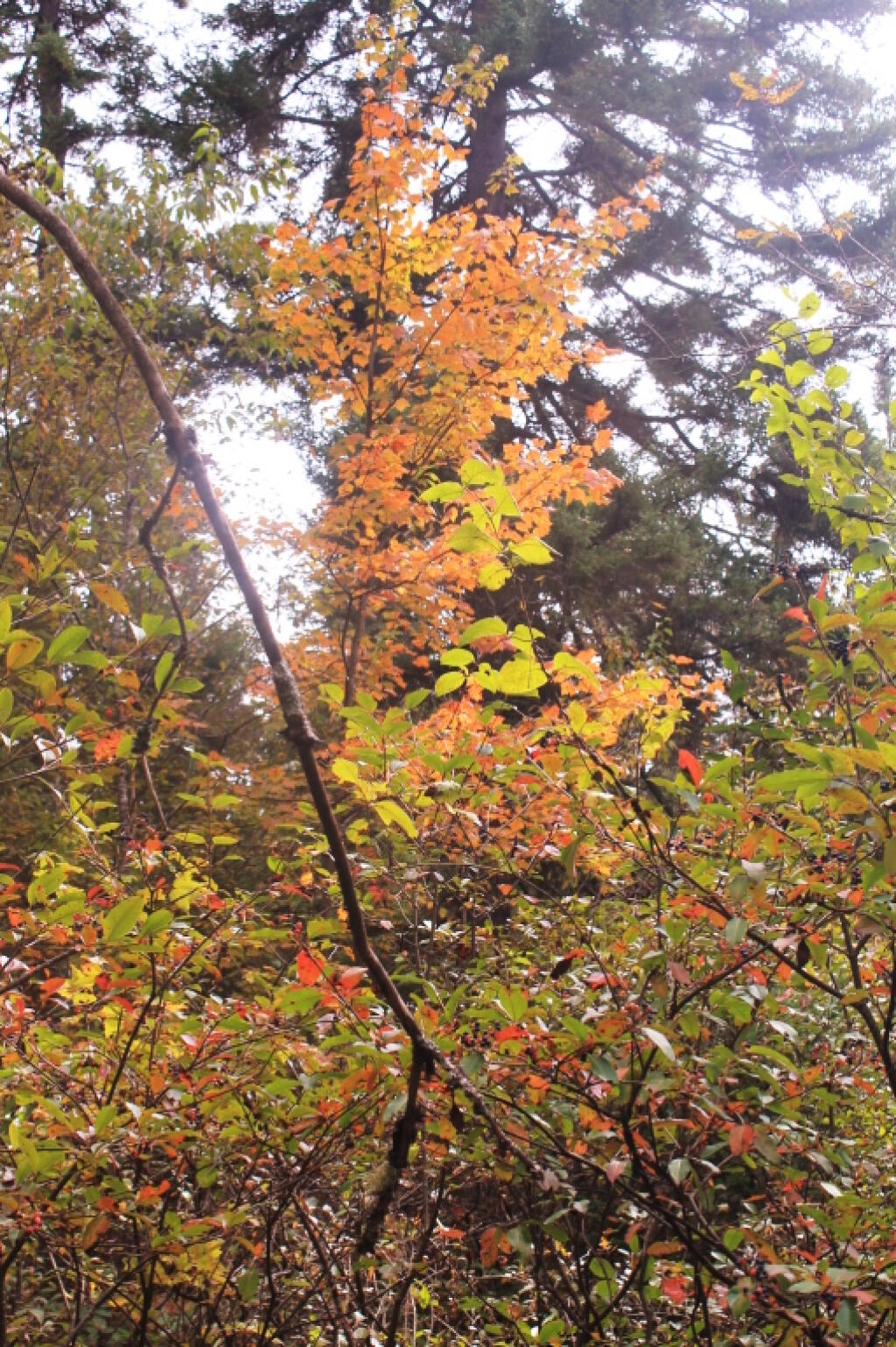 Photo: Just A Maple Near The Campsite Photo: Just A Maple Near The Campsite