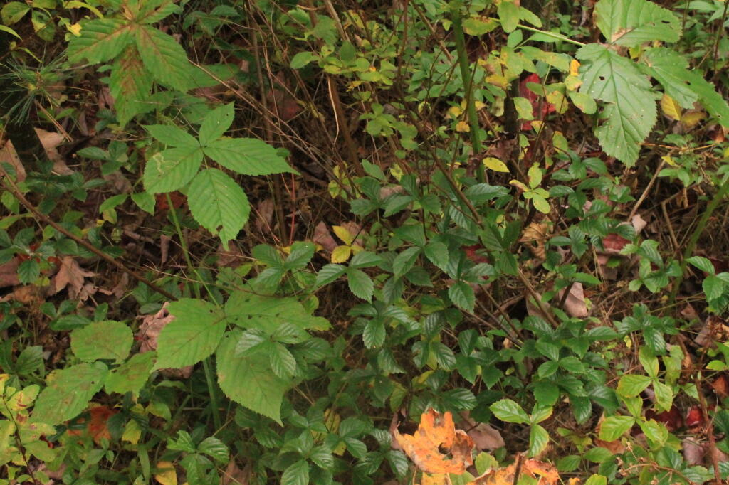 Photo: Posion Ivy At Indian Lake Photo: Posion Ivy At Indian Lake