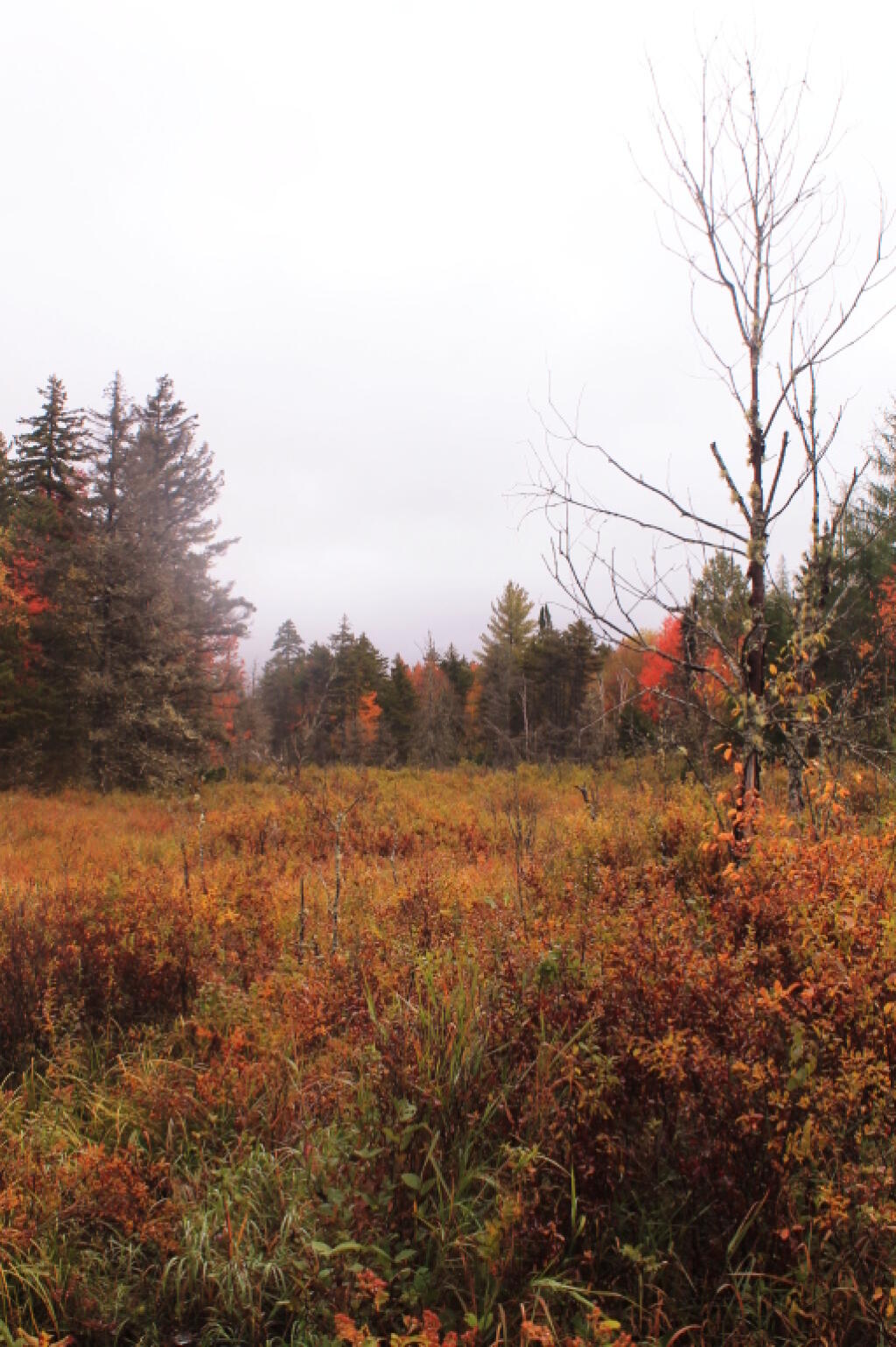 Photo: Swamp Near Lost Ponds Road Photo: Swamp Near Lost Ponds Road