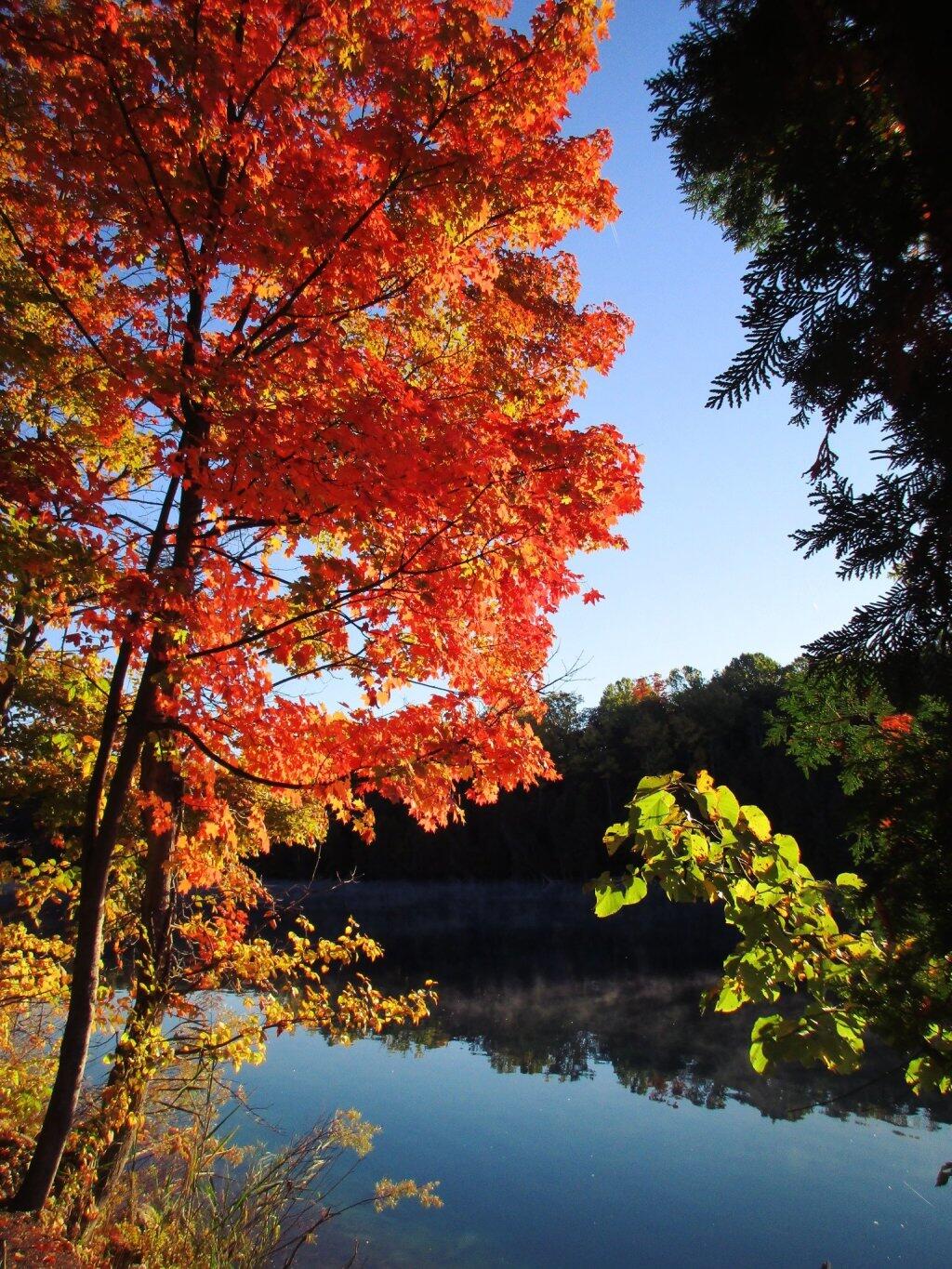 Photo: Maples Photo: Maples