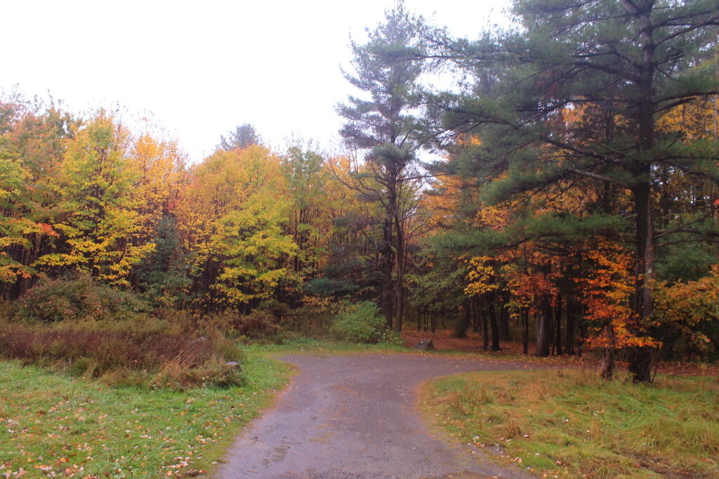 Photo: Dispersed Campsite on Picnic Area Road Photo: Dispersed Campsite on Picnic Area Road