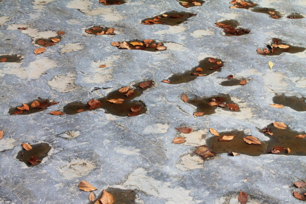 Photo: Leaves on the Pitted Rock