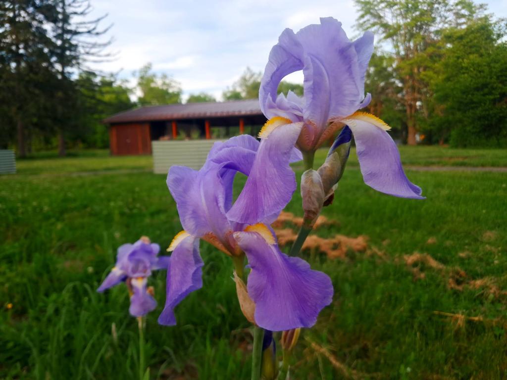 Photo: Bearded Iris [Expires June 10 2026]