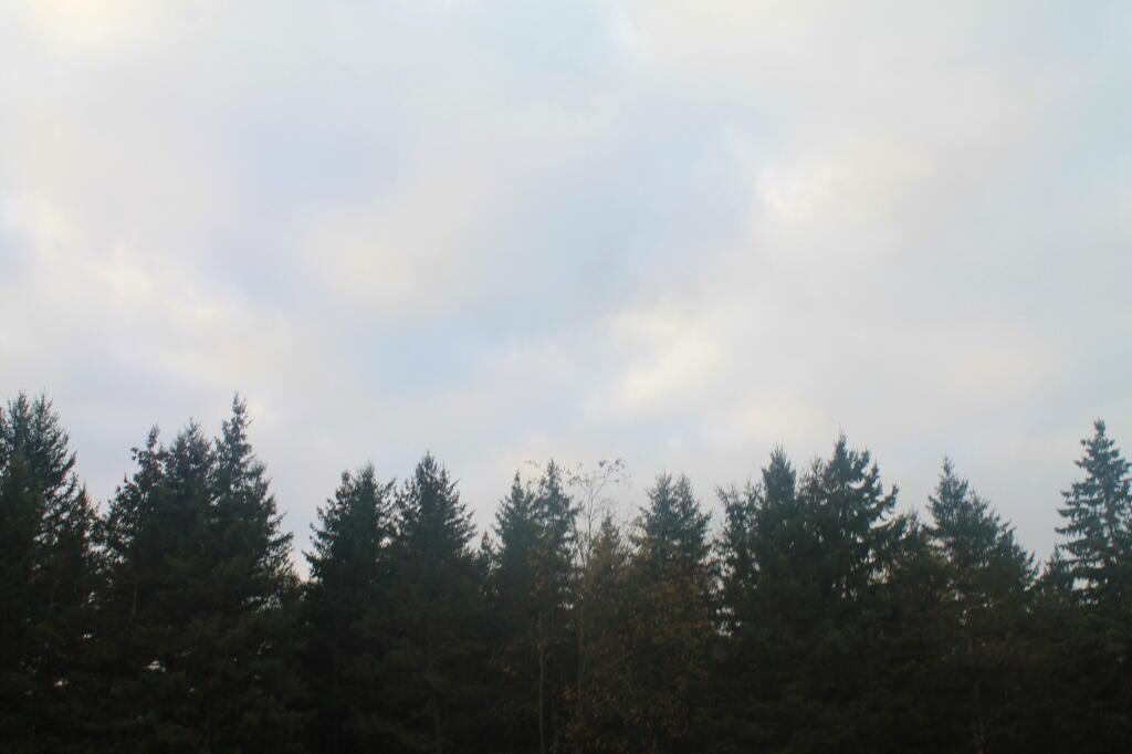 Photo: Trees Above Photo: Trees Above
