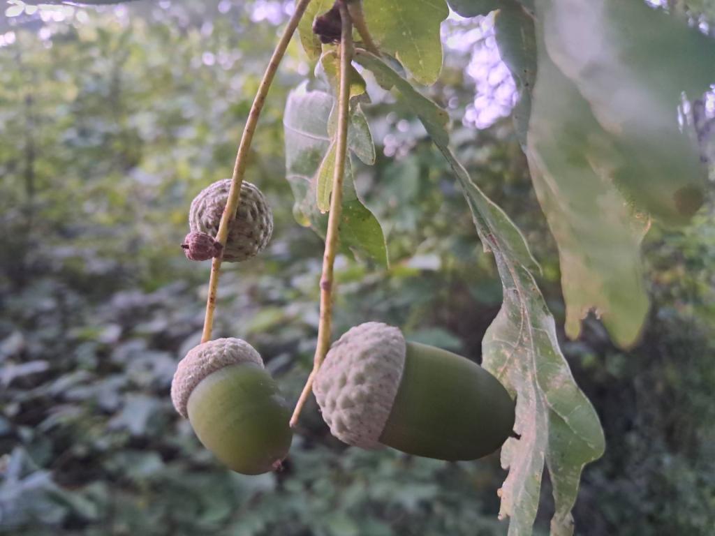 Photo: Acorn Photo: Acorn