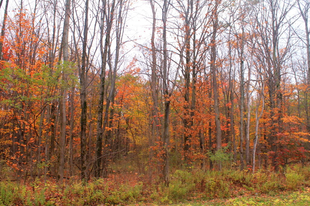 Photo: Maples Photo: Maples