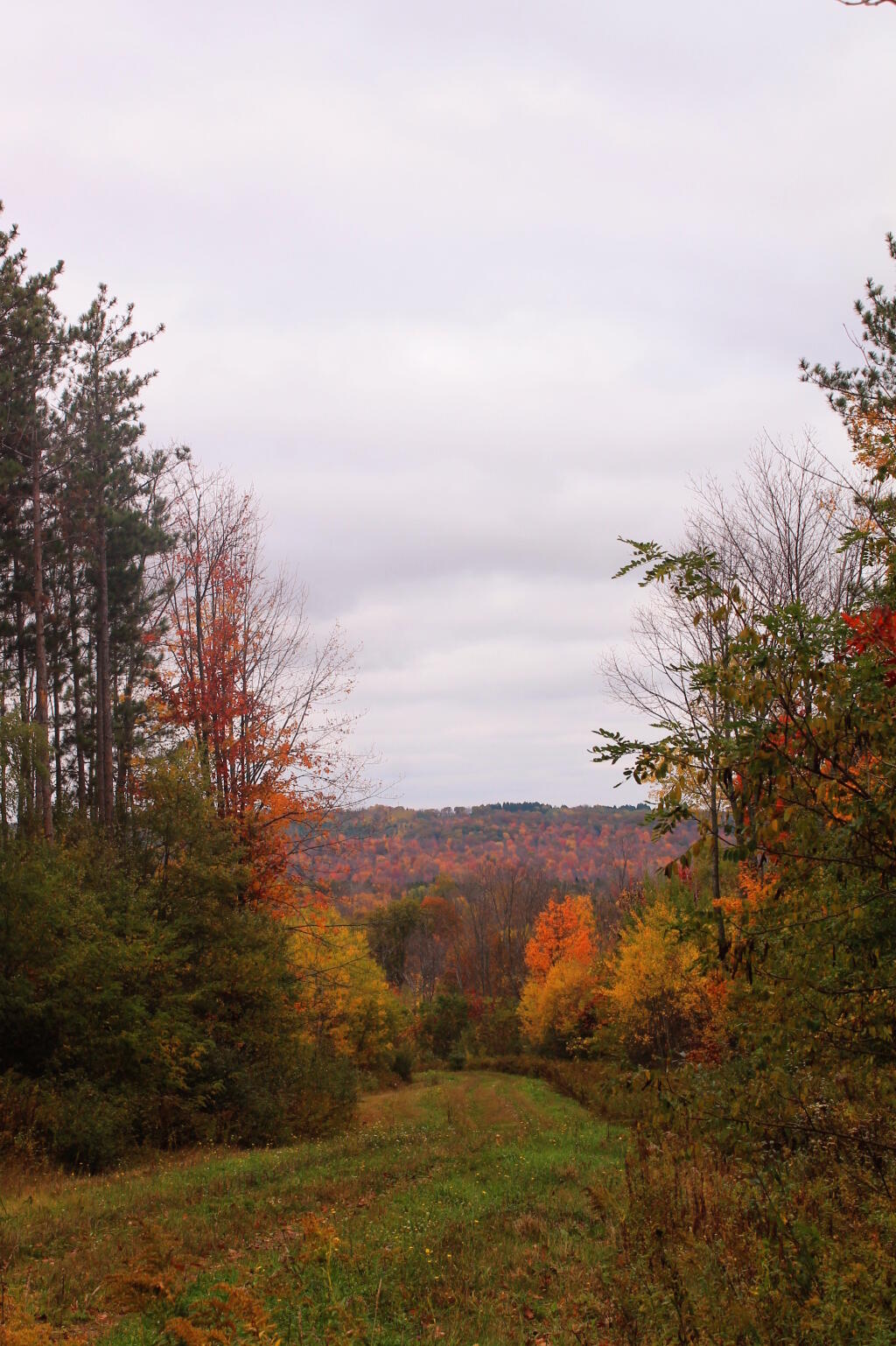 Photo: Trail Off Ebet Road Photo: Trail Off Ebet Road