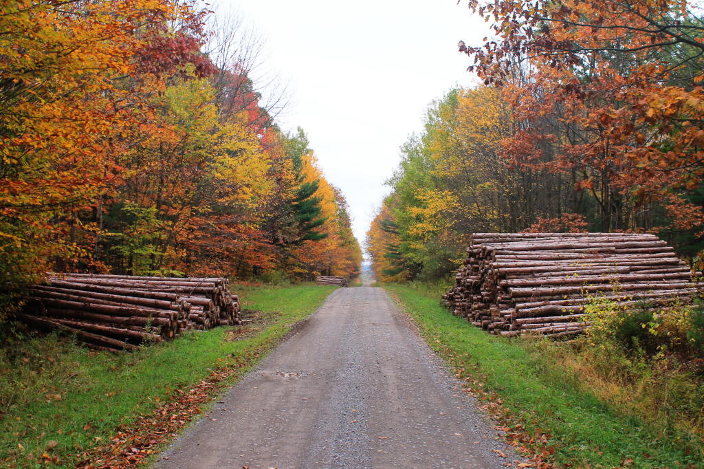 Photo: Recent Timber Harvest Photo: Recent Timber Harvest