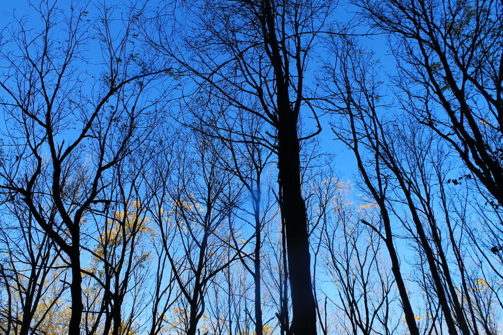 Photo: Not Many Leaves Left Photo: Not Many Leaves Left
