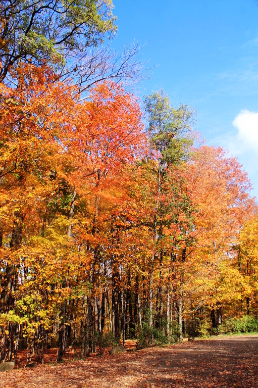 Photo: End Of Hannum Road