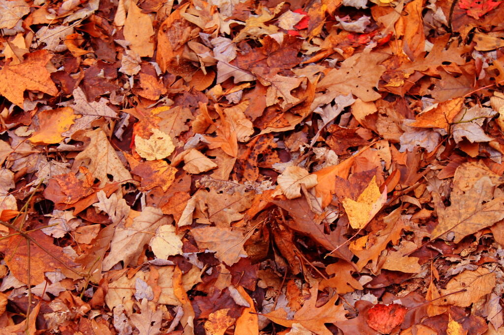 Photo: Leaves At Jakes Rocks Photo: Leaves At Jakes Rocks
