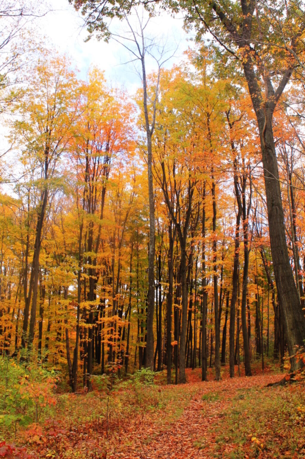 Photo: Maples In The State Forest