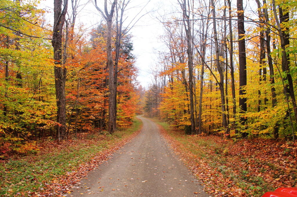 Photo: Snake Forest Road 1 Photo: Snake Forest Road 1