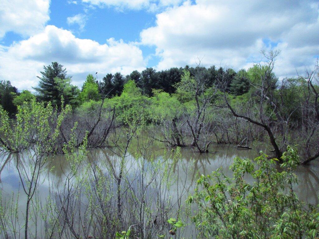 Photo: Swamp Photo: Swamp