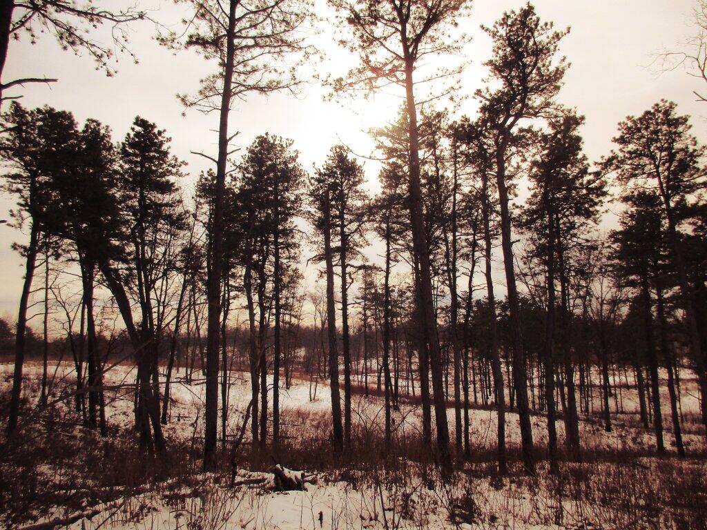 Photo: Pitch Pines On The Dunes Photo: Pitch Pines On The Dunes