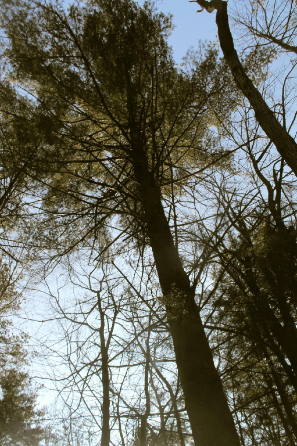 Photo: Massive Old Growth White Pine Photo: Massive Old Growth White Pine