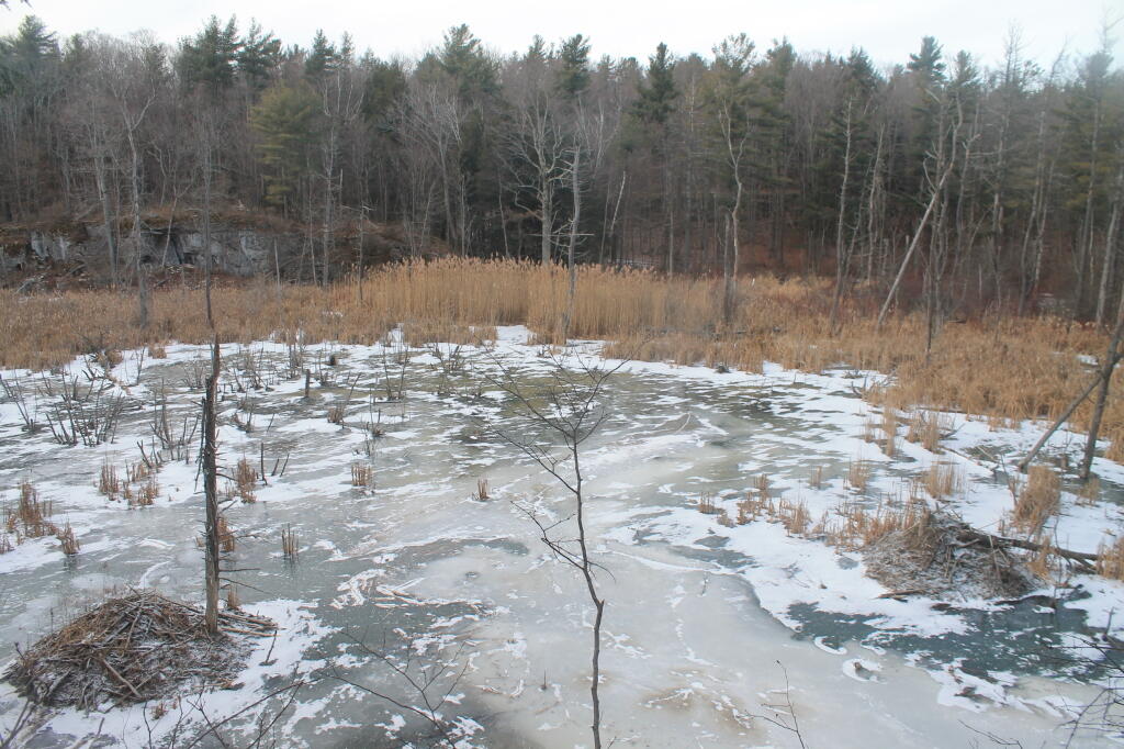Photo: Beaver Pond