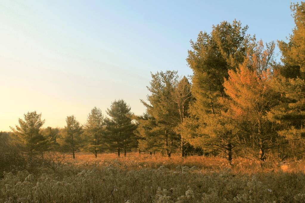 Photo: Meadow in Evening Sunlight Photo: Meadow in Evening Sunlight