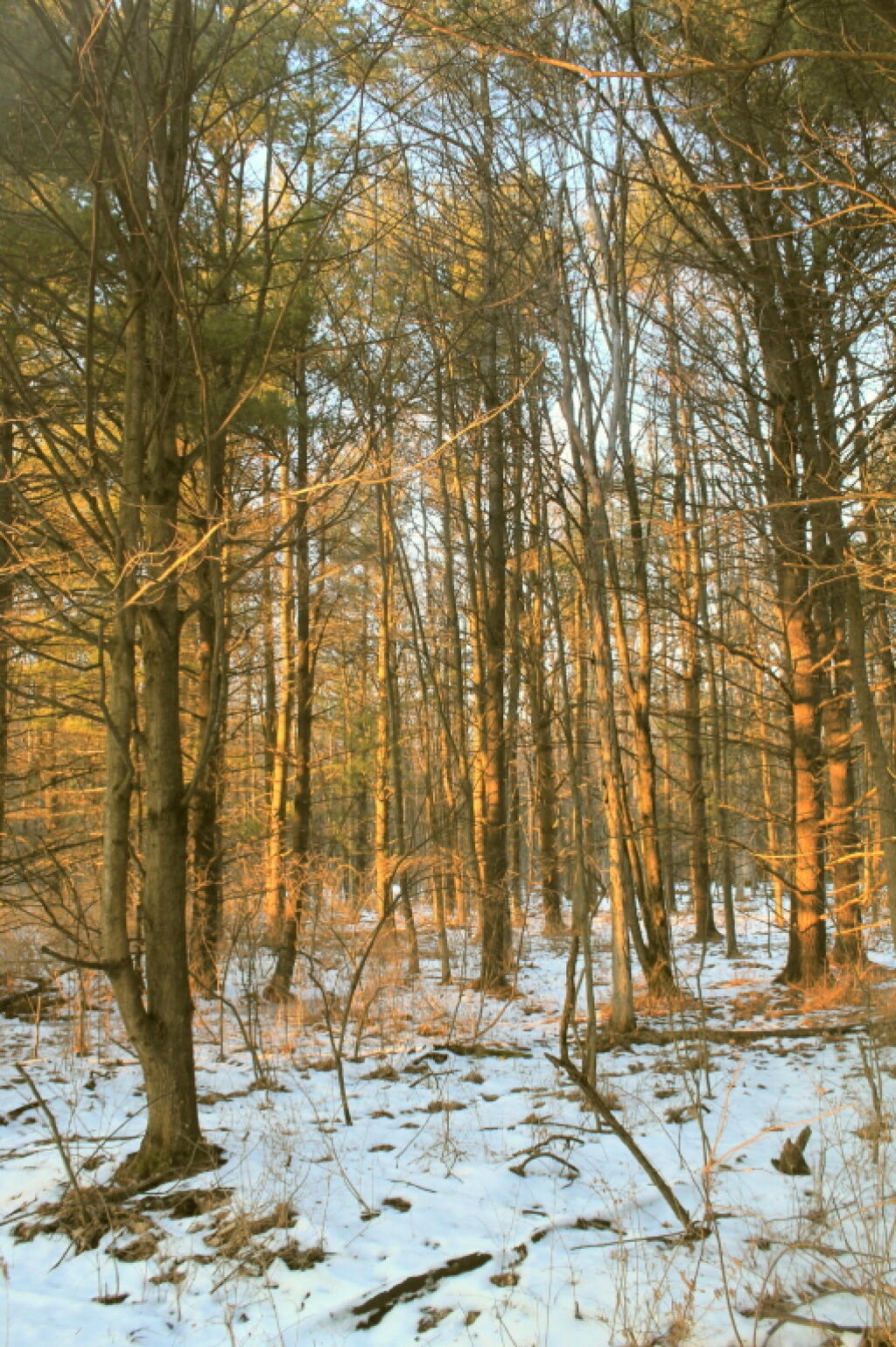 Photo: Sun Hits the Woods