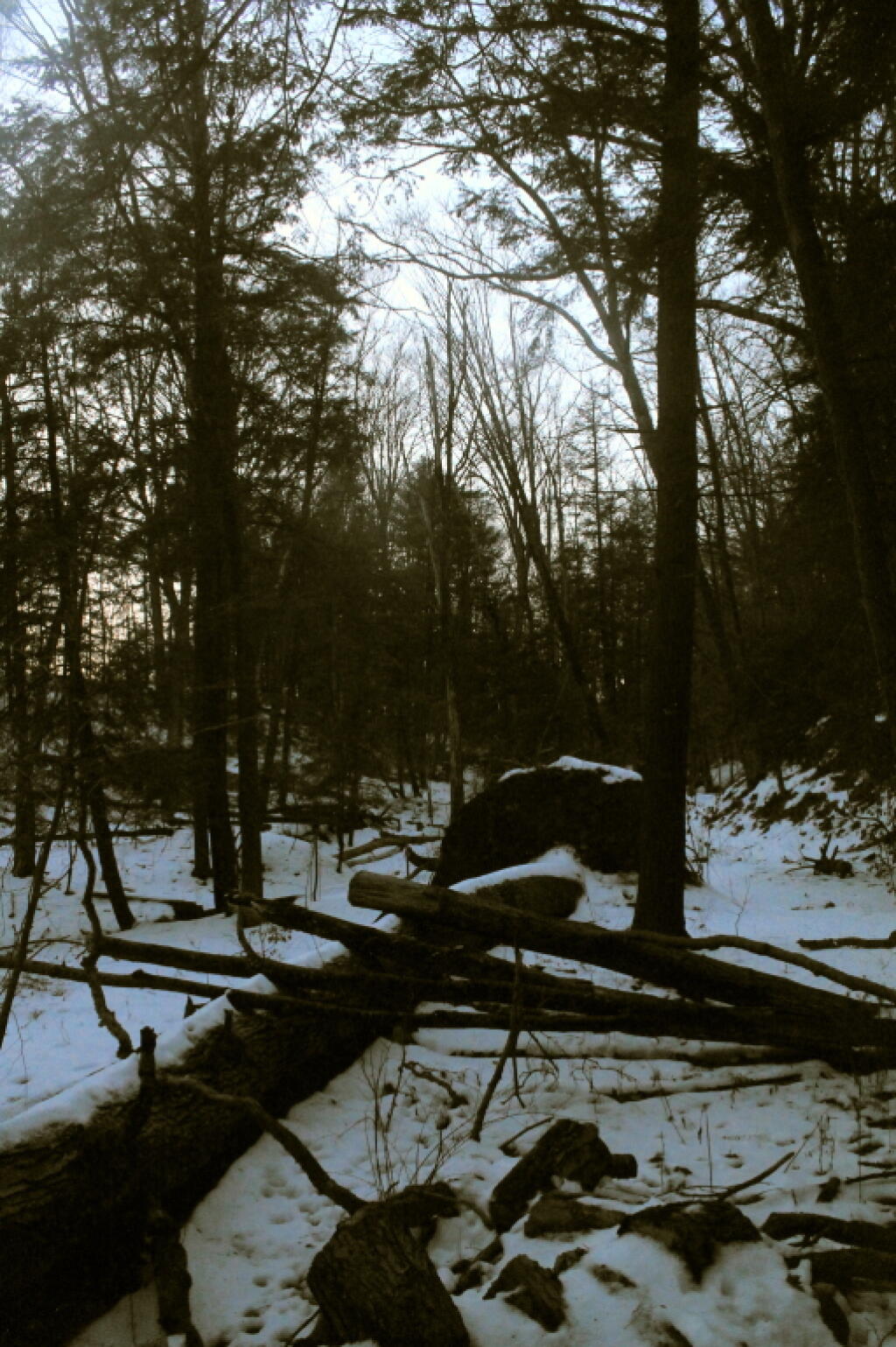 Photo: Big Fallen Tree Photo: Big Fallen Tree