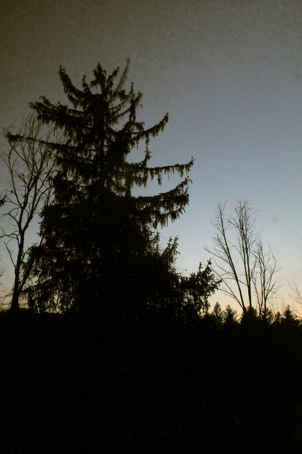 Photo: Large Cedar at Dusk Photo: Large Cedar at Dusk
