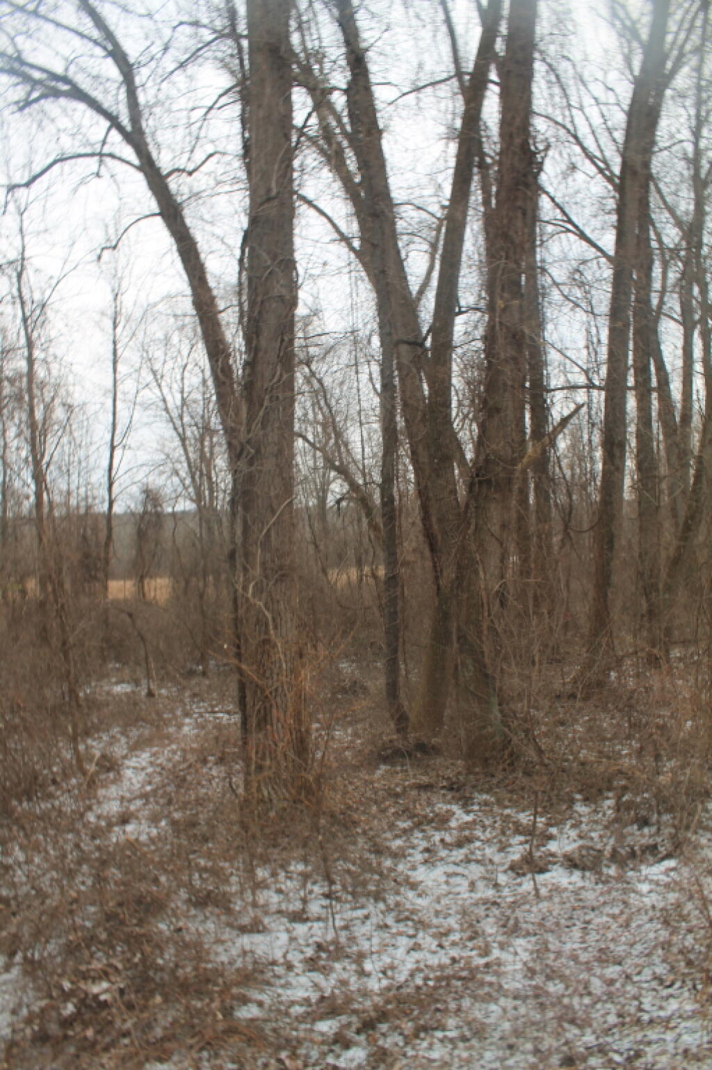 Photo: Woods Photo: Woods