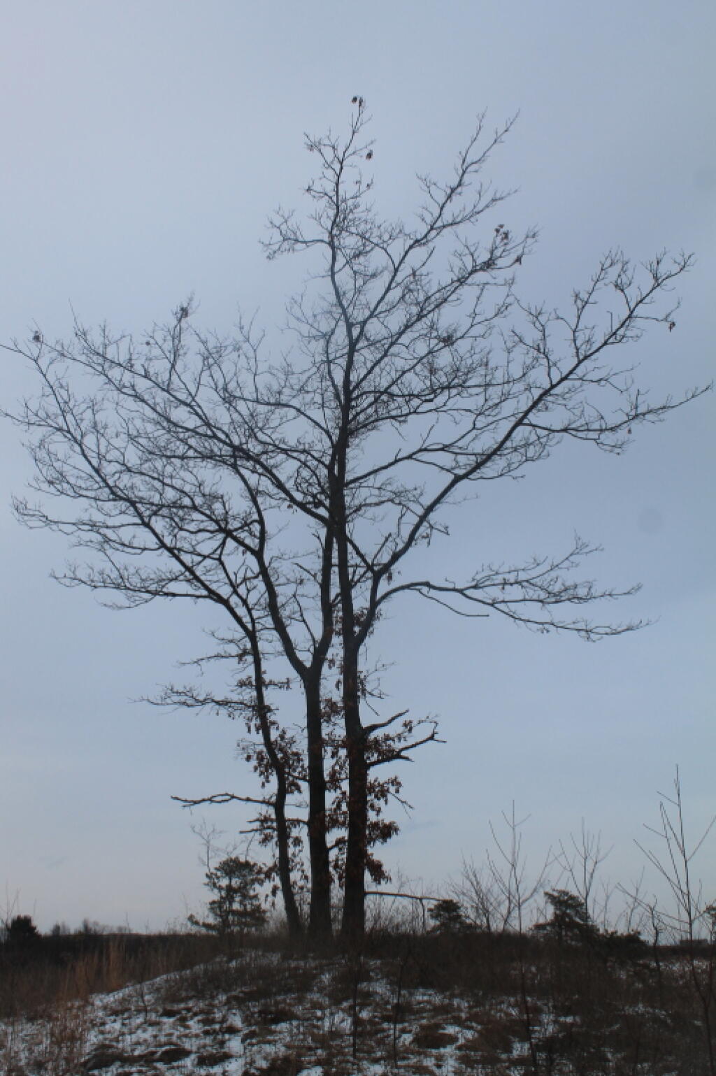 Photo: Old Oak Photo: Old Oak