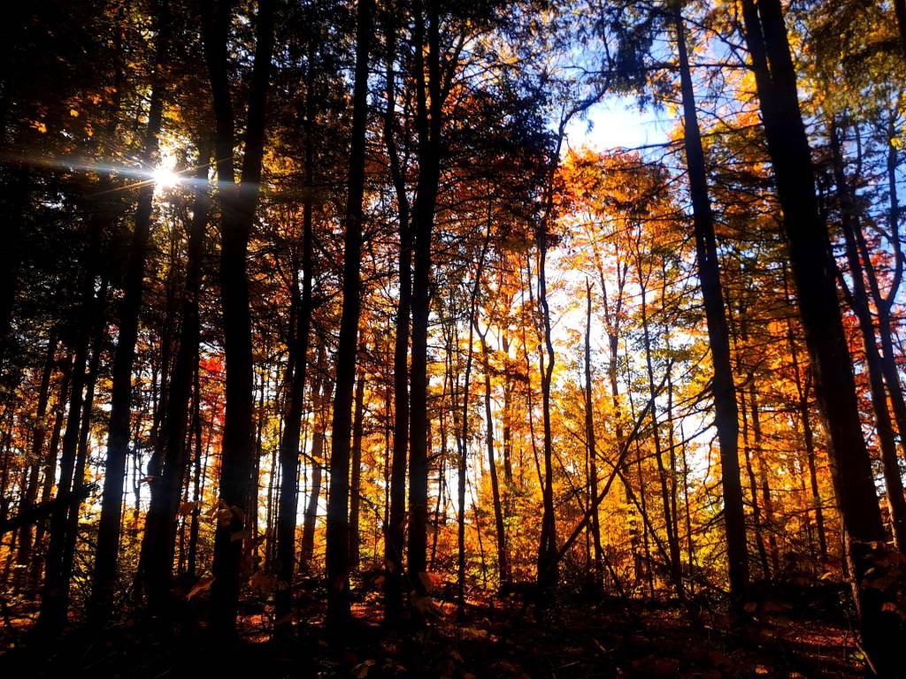 Photo: Walk Through the Woods Photo: Walk Through the Woods