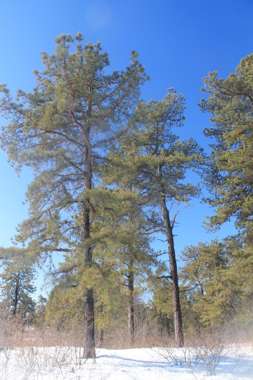 Photo: Pitch Pine Photo: Pitch Pine