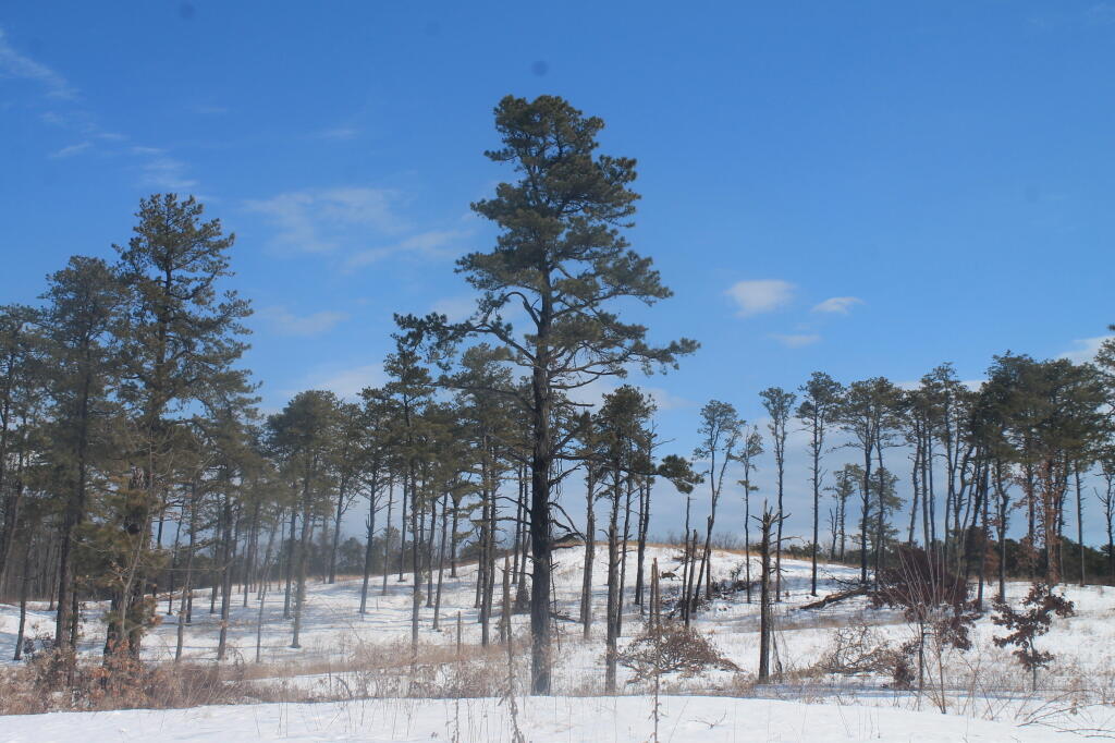 Photo: Nice Stand of Pitch Pines Photo: Nice Stand of Pitch Pines