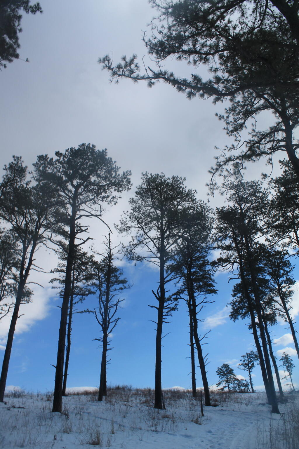 Photo: Looking Up Photo: Looking Up