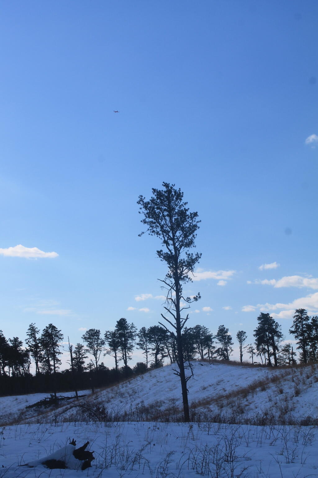 Photo: Tree Below the Dune Photo: Tree Below the Dune