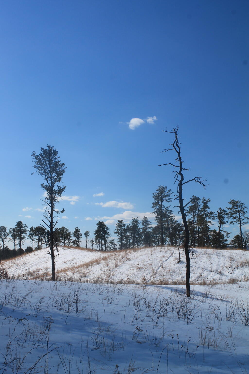 Photo: Few Lonely Trees Below a Dune Photo: Few Lonely Trees Below a Dune