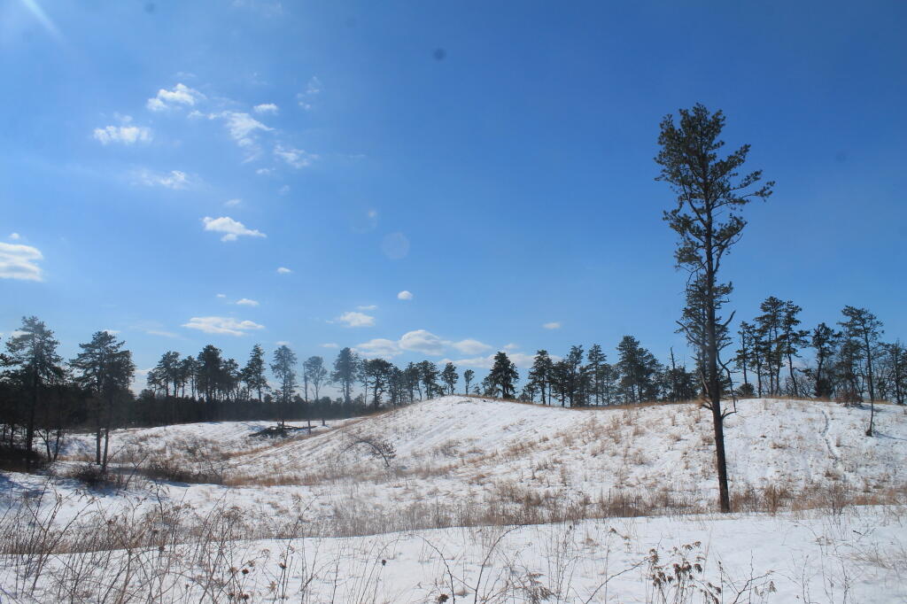 Photo: Pitch Pine in the Distance Photo: Pitch Pine in the Distance