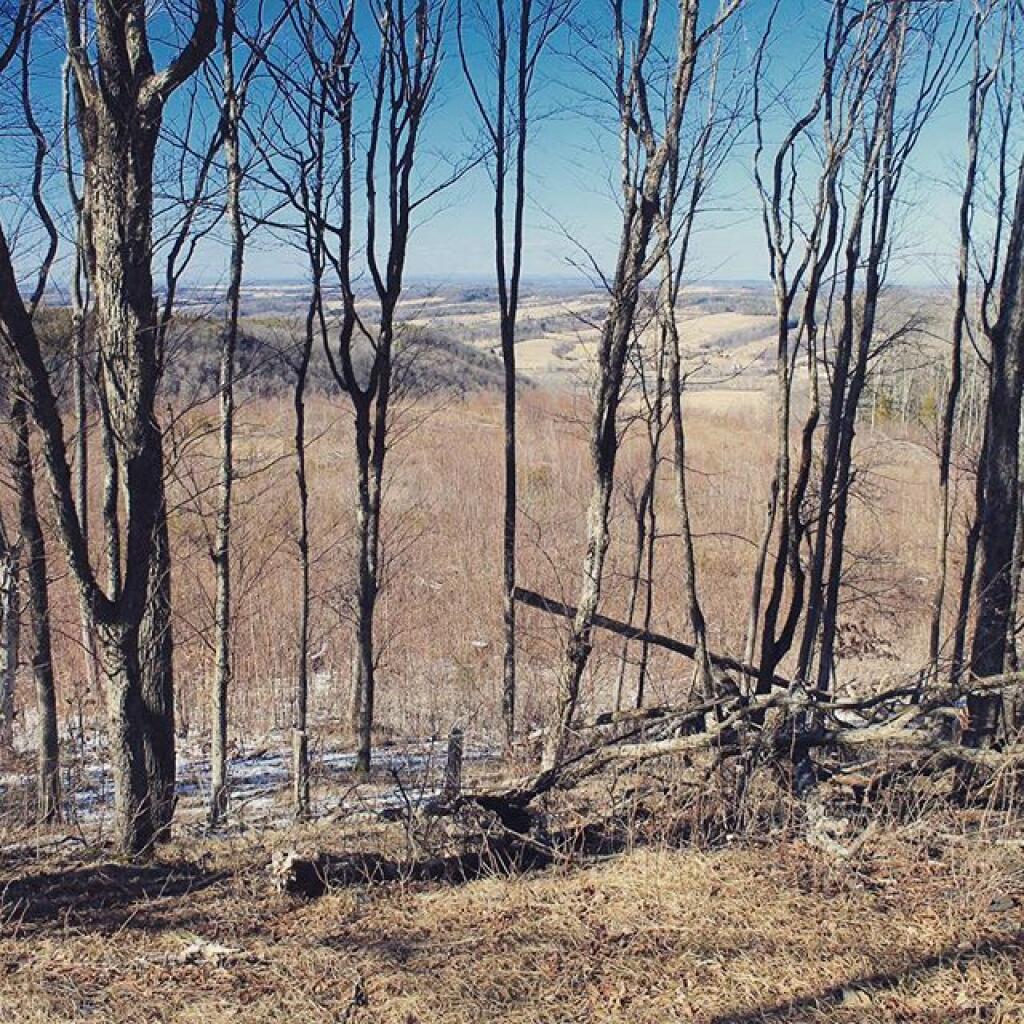 Photo: Clear cut growing back up Photo: Clear cut growing back up