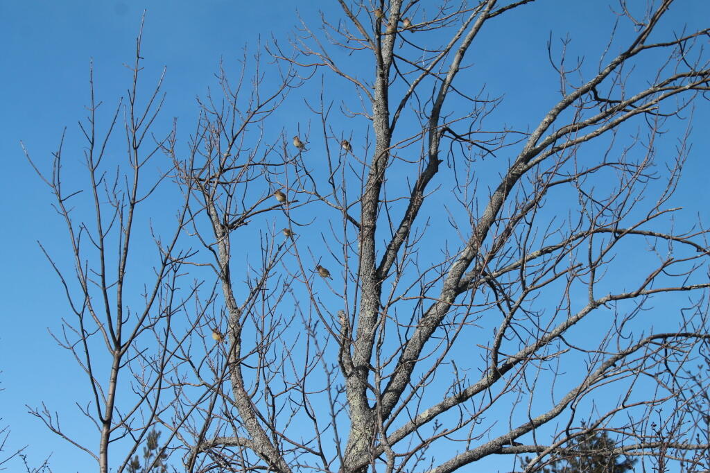 Photo: Robins Photo: Robins