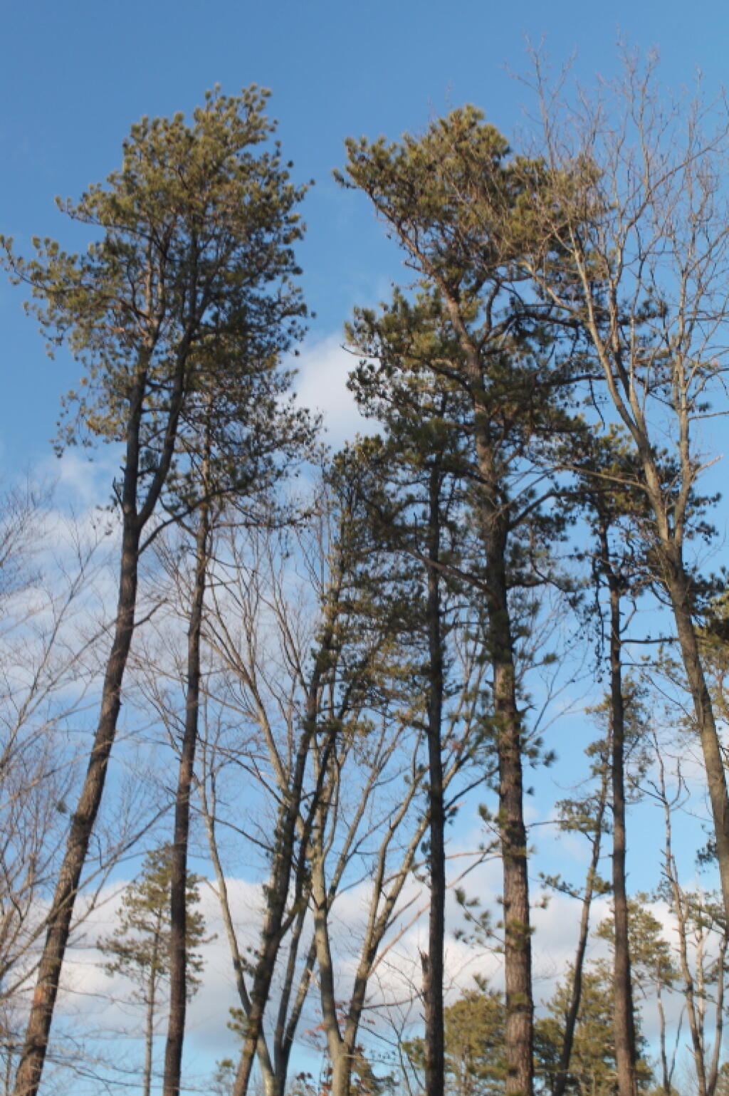 Photo: Tall Pitch Pines Above Photo: Tall Pitch Pines Above