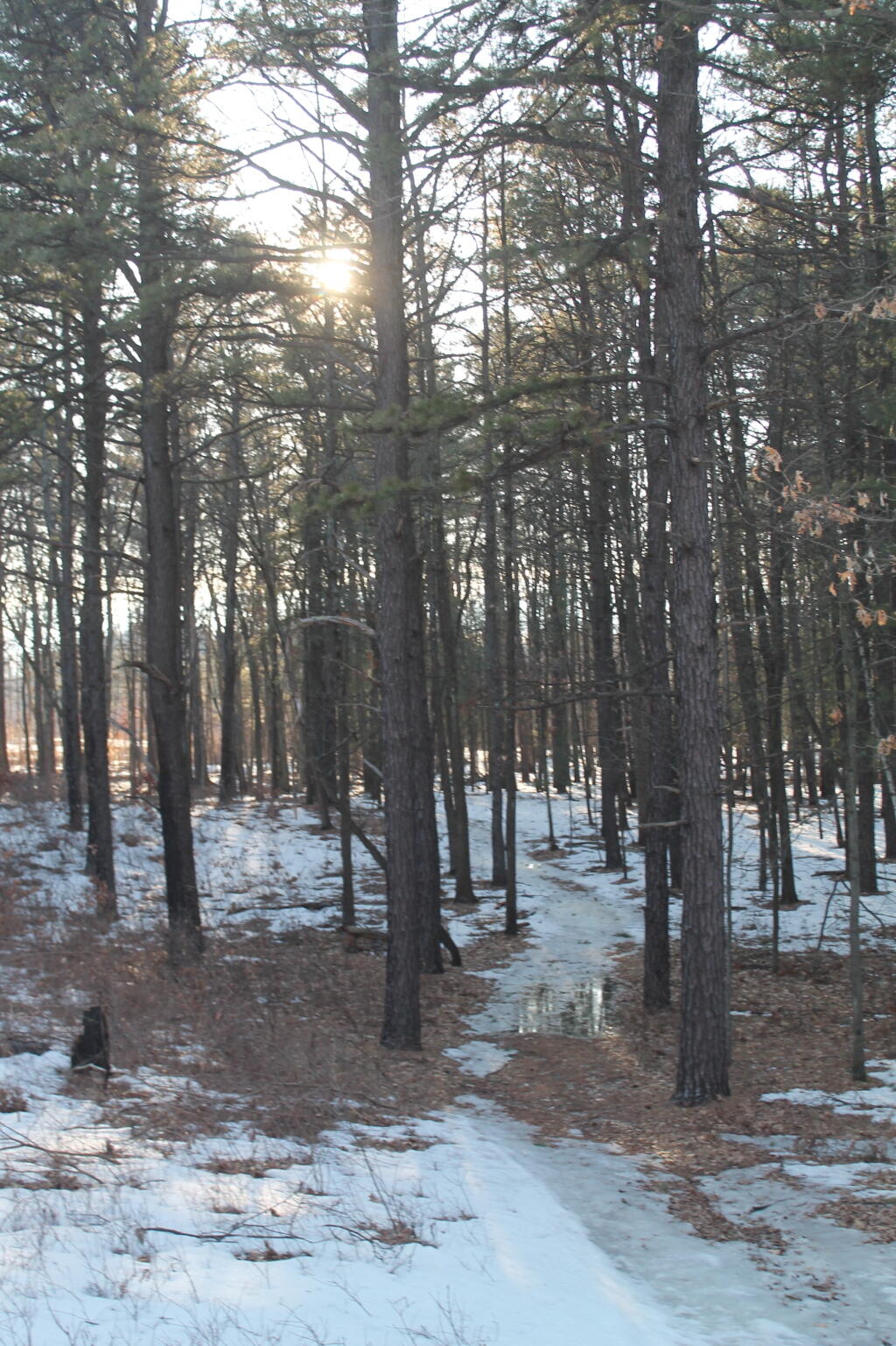 Photo: Sun thru White Pine Photo: Sun thru White Pine