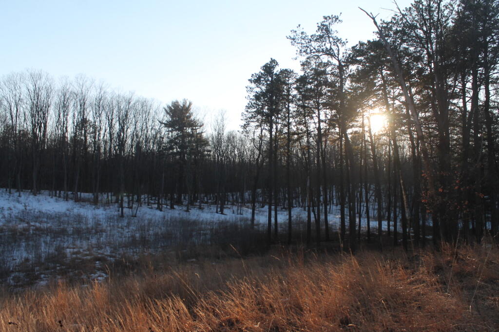 Photo: Thru the Trees Photo: Thru the Trees