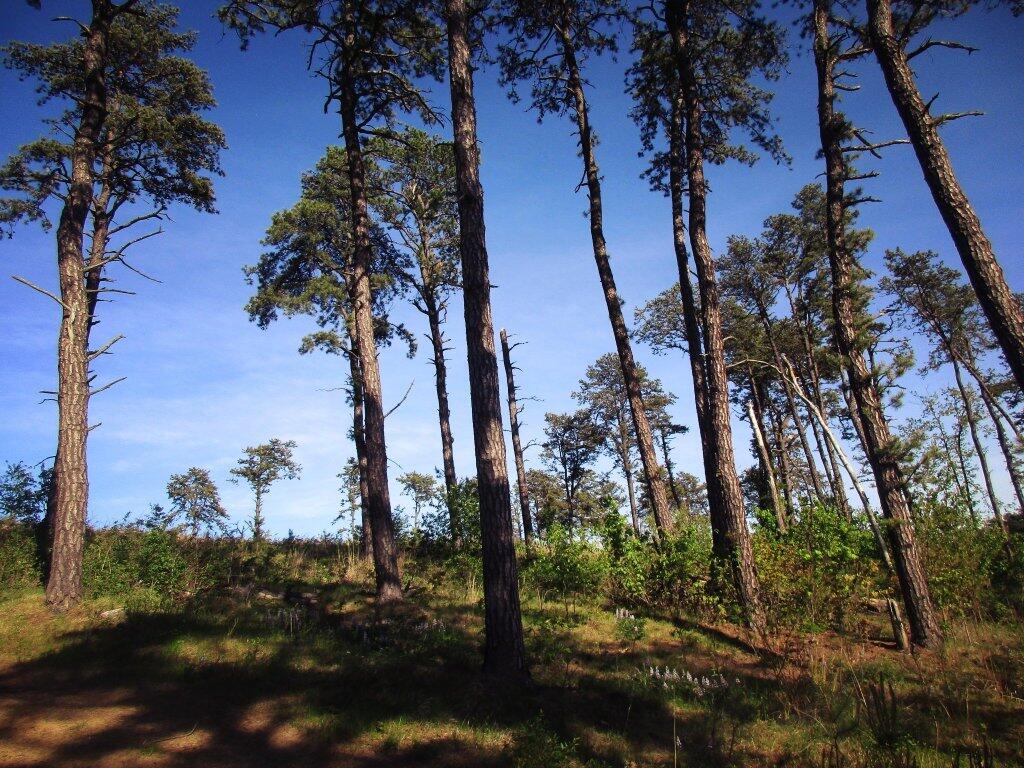 Photo: Lupine Under The Pitch Pine Photo: Lupine Under The Pitch Pine