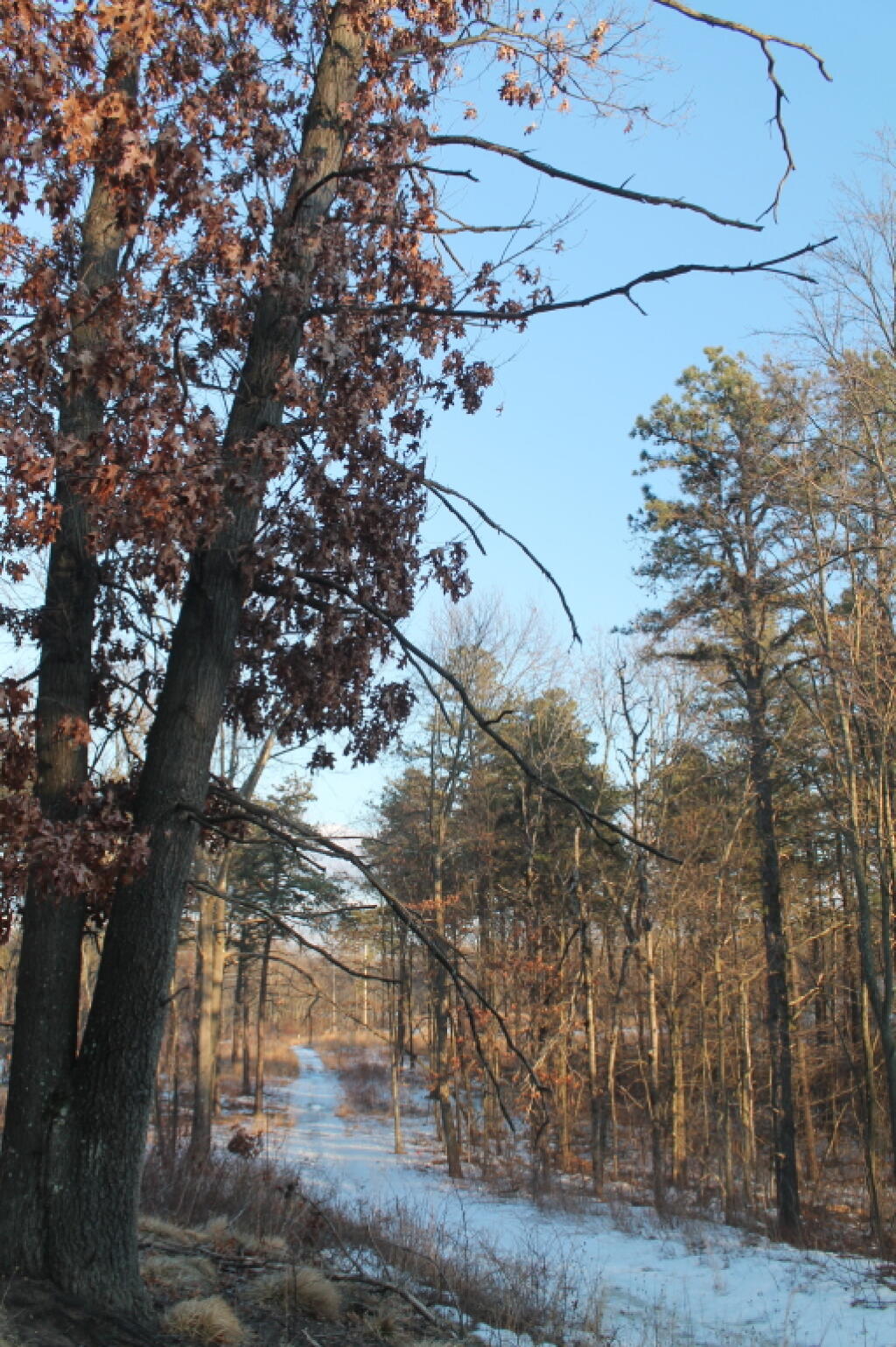 Photo: Along the Trail Photo: Along the Trail