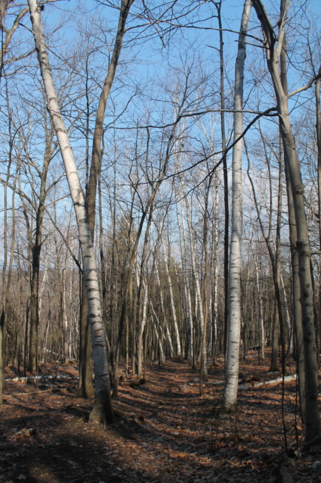 Photo: Heading Up Through a Birch Stand