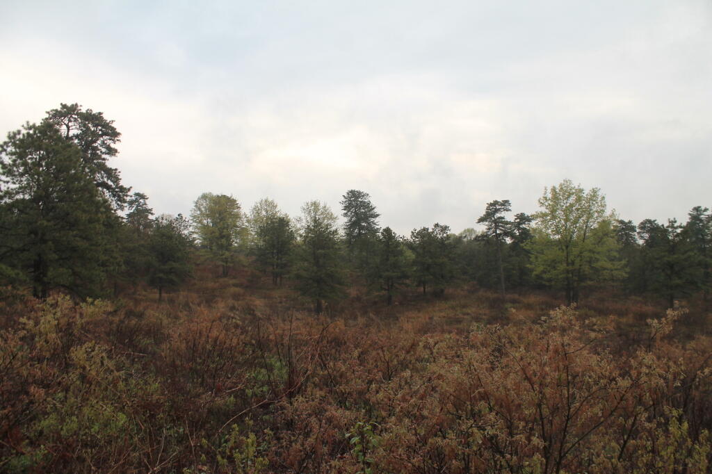 Photo: Wet Evening for a Walk in the Pine Bush Photo: Wet Evening for a Walk in the Pine Bush